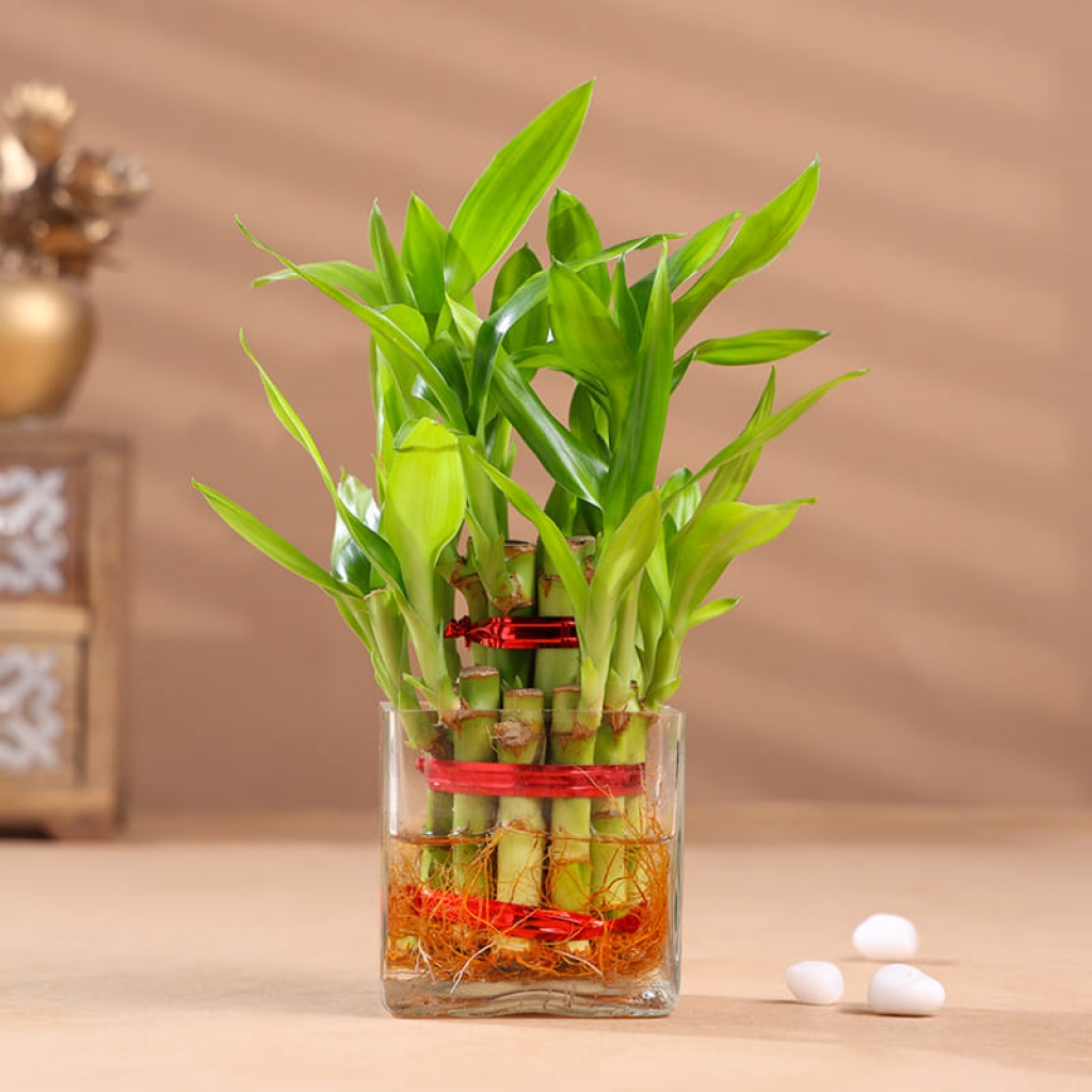 Bamboo
