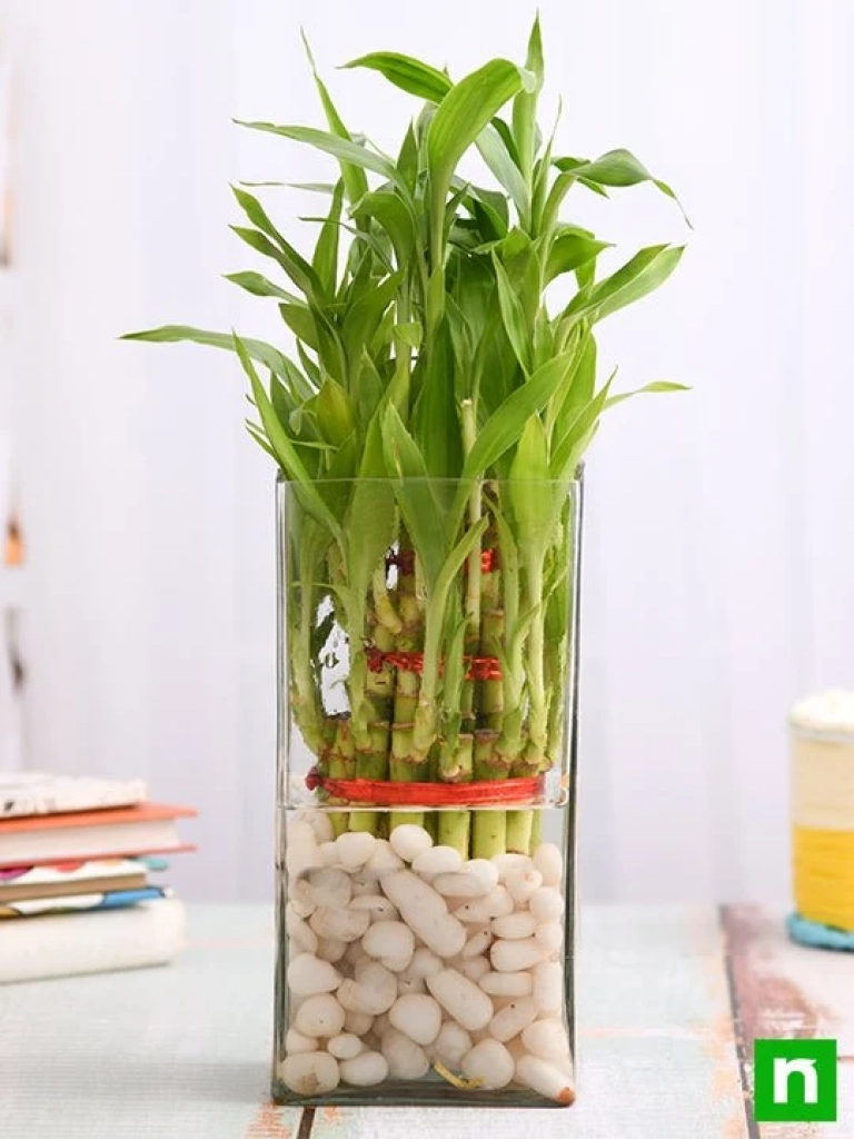 Bamboo